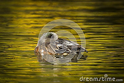 Male wigeon nestled onn water. Stock Photo