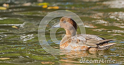 Male Wigeon with reflections Stock Photo