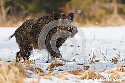 Male wild boar in the snow Stock Photo