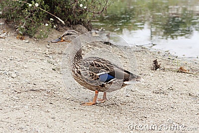 A male wild duck on the bank of a pond Stock Photo