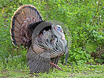 Male Wild Turkey Fanning Stock Photo