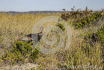 Female Wild Turkey in the Tall Grass Stock Photo