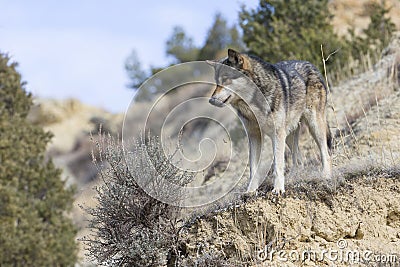 Male wolf looking down ravine Stock Photo