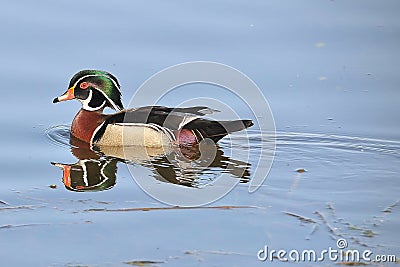 Male wood duck Stock Photo