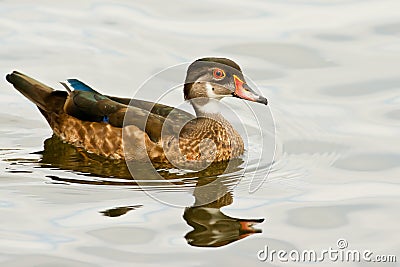 Male Wood Duck Stock Photo