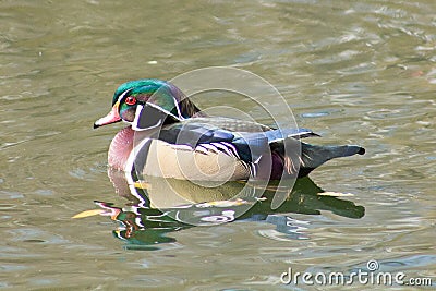 Wood Duck at Sterne Park, Littleton, Colorado Stock Photo