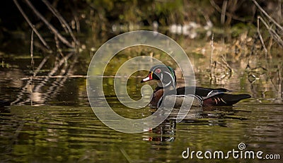 Male wood duck enjoying the day at the pond. Stock Photo