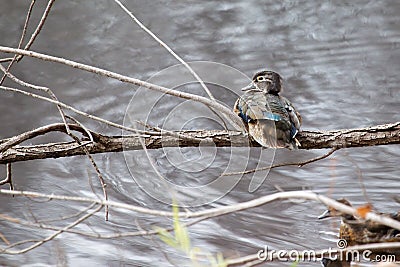 Male wood duck perched Stock Photo