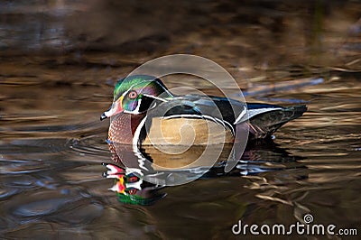 Male Wood duck in the water, one of the most colorful North American waterfowl Stock Photo