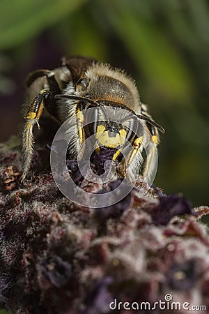 Male Wool-carder Bee Stock Photo