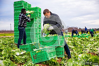 Male workers on the field stack lettuce in boxes Stock Photo