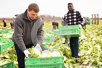 Male workers on the field stack lettuce in boxes Stock Photo