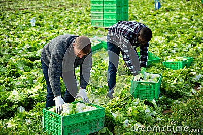 Male workers on the field stack lettuce in boxes Stock Photo