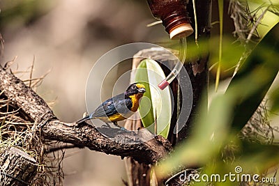 Male yellow and blue Violaceous Euphonia Stock Photo