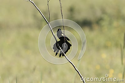 Male yellow-mantled widowbird, Euplectes macroura Stock Photo