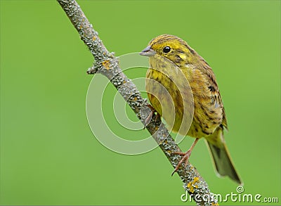 Male Yellowhammer perched Stock Photo