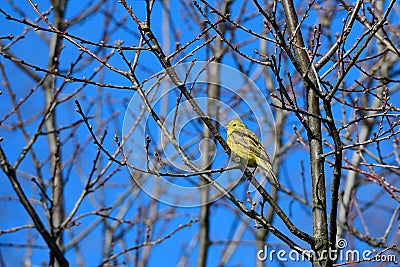 Male Yellowhammer in spring Stock Photo