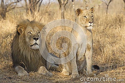 Male and young Female African Lion, South Africa Stock Photo