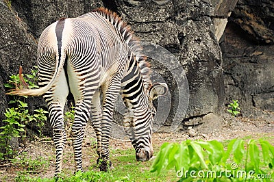 Male zebra eating Stock Photo