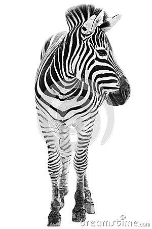 Male zebra isolated Stock Photo