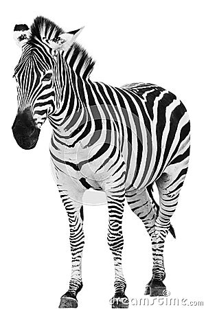 Male zebra isolated Stock Photo