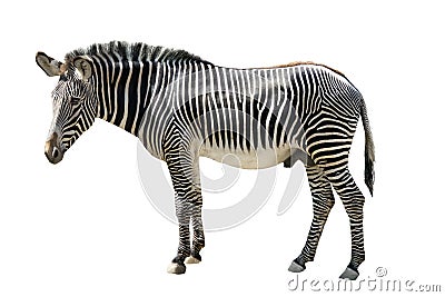 Male zebra isolated on white Stock Photo