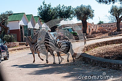 Male Zebra That Is Trying To Mate In The Zoo Stock Photo