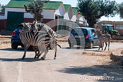 Male Zebra That Is Trying To Mate In The Zoo Editorial Stock Photo