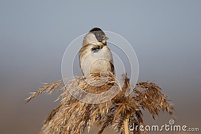 Males of common reed bunting Stock Photo