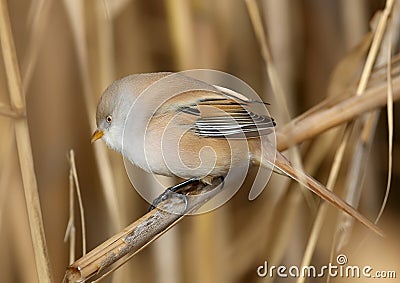 Males and females of The bearded reedling Stock Photo