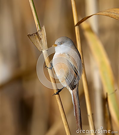 females of The bearded reedling Stock Photo