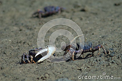 Males fiddler crabs Afruca tangeri confronted each other. Stock Photo