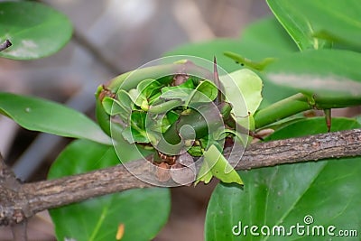 Malformed Shrub Leaves Clubbed Together Stock Photo