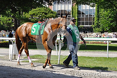 Malibu Action in the Belmont Park Paddock Editorial Stock Photo