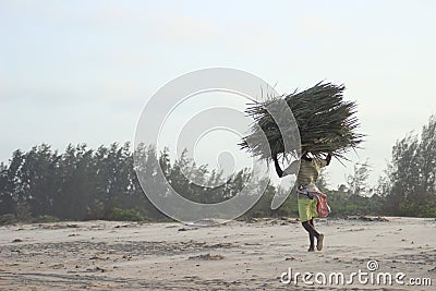 A black African woman carries a huge bunch of brushwood for kindling fire against the background of the Indian Ocean Editorial Stock Photo