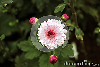 Malino - south sulawesi - indonesia - pink flowers with three flower buds behind them that are ready to bloom Stock Photo