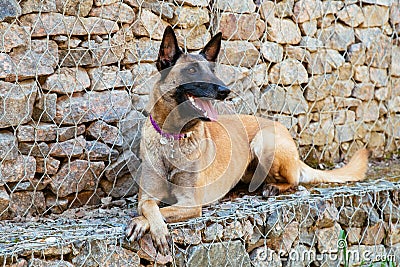 Malinois Belgian Shepherd dog Stock Photo