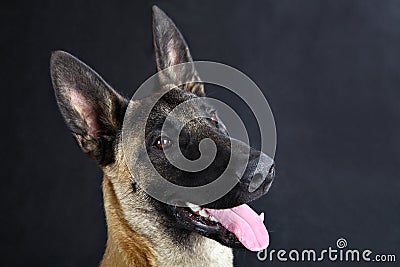 Malinois belgian shepherd dog studio portrait, gray background Stock Photo