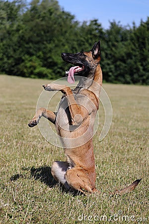 Malinois Belgian Shepherd dog waiting to play with his ball, canine sport training in the game Stock Photo
