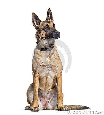 Malinois dog alert in studio against white background Stock Photo