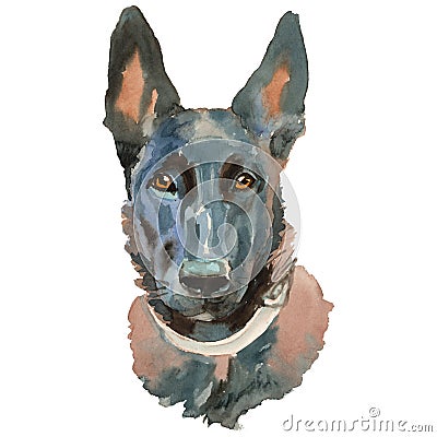 The Malinois dog watercolor hand painted dog portrait Stock Photo