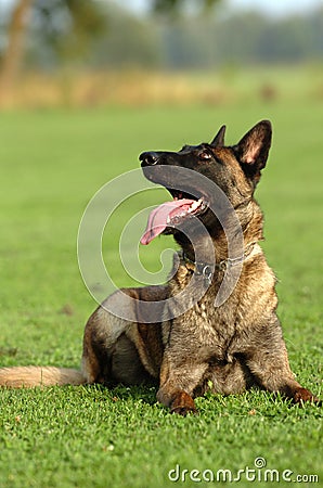 Malinois Obedient Stock Photo