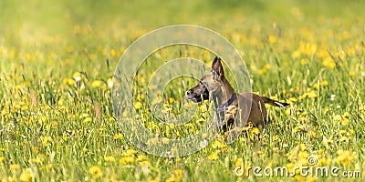 Cute Malinois puppy dog on a green meadow with dandelions in the season spring. Doggy is 12 weeks old Stock Photo