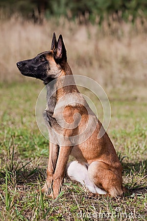 Malinois`s pyppy Stock Photo