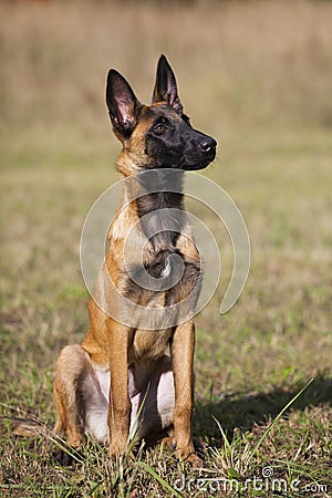 Malinois`s pyppy Stock Photo