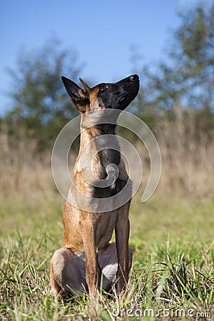 Malinois`s pyppy Stock Photo