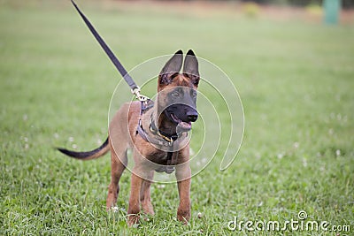 Malinois`s pyppy Stock Photo