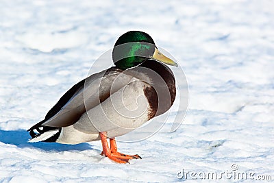 Mallard, Anas platyrhynchos, drake Stock Photo