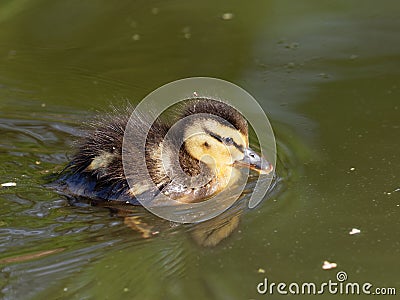 Mallard - Anas platyrhynchos Stock Photo