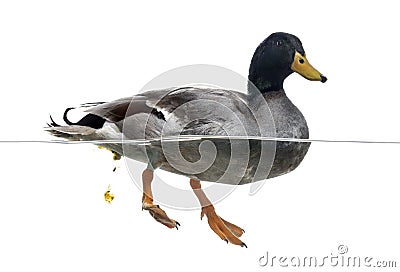 Mallard defecating in the water, Anas platyrhynchos Stock Photo